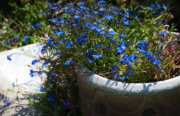 istock Small blue Lobelia flowers in a concrete pot 855155358