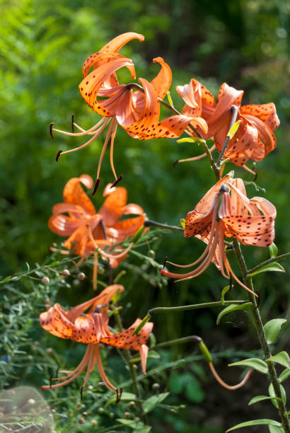 istock Turk's bundle (Lilium martagon) orange tiger flowers. David Pilling Lilium lancifolium anthers 855155360