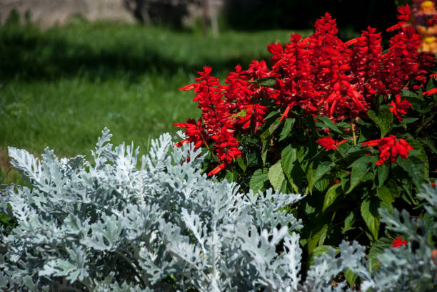 Flower bedding with Salvia splendens (the scarlet sage or tropical sage) and Cineraria Flower bedding with Salvia splendens (the scarlet sage or tropical sage) and Cineraria cineraria stock pictures, royalty-free photos & images
