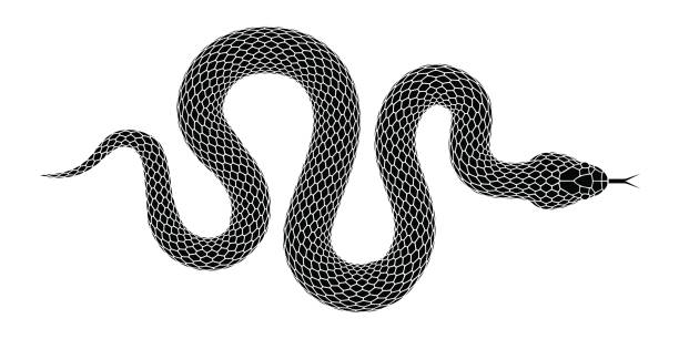 illustrazioni stock, clip art, cartoni animati e icone di tendenza di silhouette vettoriale del serpente isolata su uno sfondo bianco. - snake