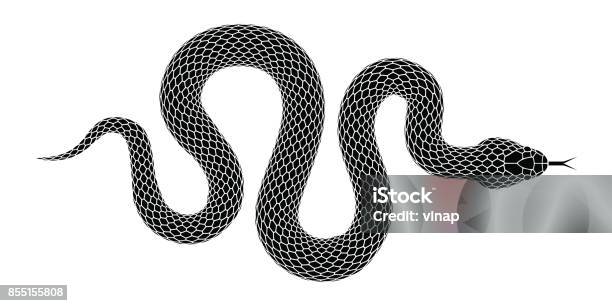 Vector Snake Silhouette Isolated On A White Background Stock Illustration - Download Image Now