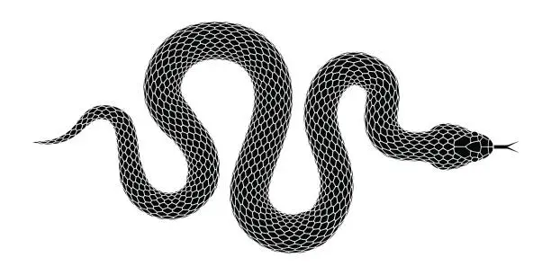 Vector illustration of Vector snake silhouette isolated on a white background.