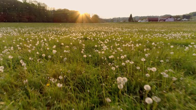 AERIAL SLO MO Meadow full of dandelions