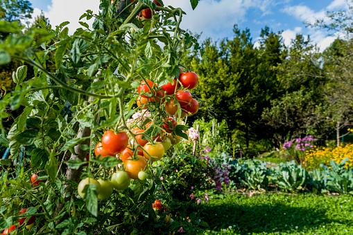 Rows of red and green tomatoes growing in a vegetable garden