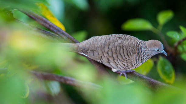 istock Zebra Dove on the Tree Branch amongst Vibrant Green Leaves 855157098