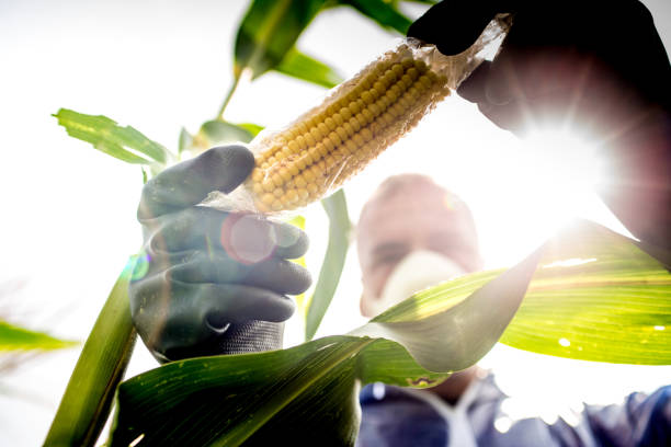 inspetor de agricultura controlando a colheita - corn crop corn genetic modification crop - fotografias e filmes do acervo