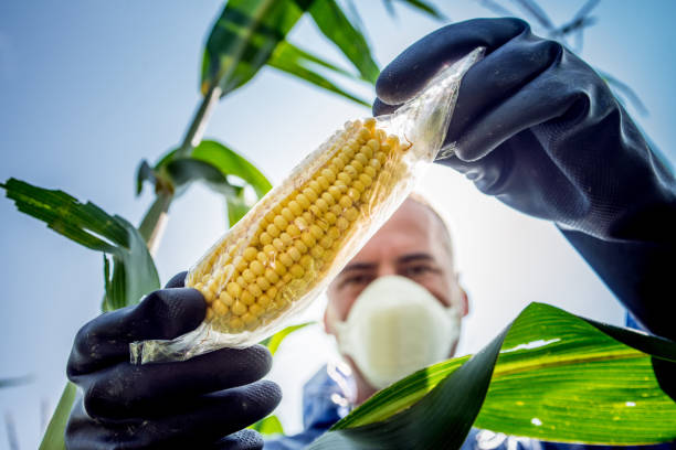 inspetor de agricultura controlando a colheita - corn crop corn genetic modification crop - fotografias e filmes do acervo