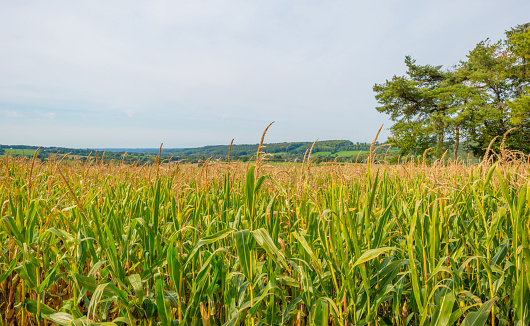 Corn growing in a field in sunlight in autumn