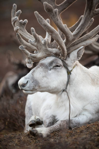 istock Magnificent white male reindeer sleeping. 855162176