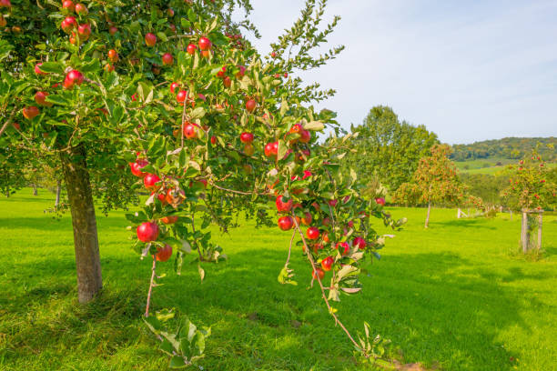 istock Fruit trees in an orchard in sunlight in autumn 855164710