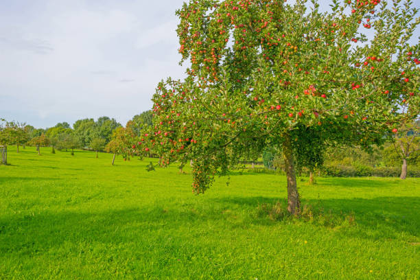 istock Fruit trees in an orchard in sunlight in autumn 855164798