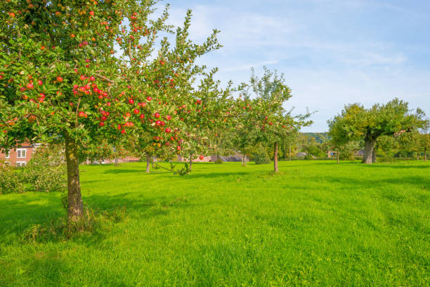 istock Fruit trees in an orchard in sunlight in autumn 855164976