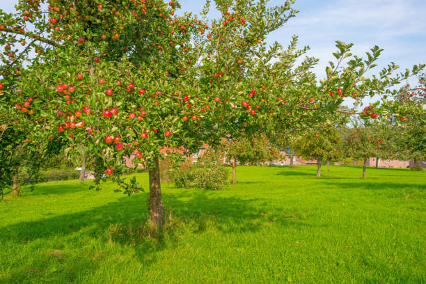 istock Fruit trees in an orchard in sunlight in autumn 855165036