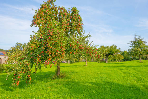 Fruit trees in an orchard in sunlight in autumn