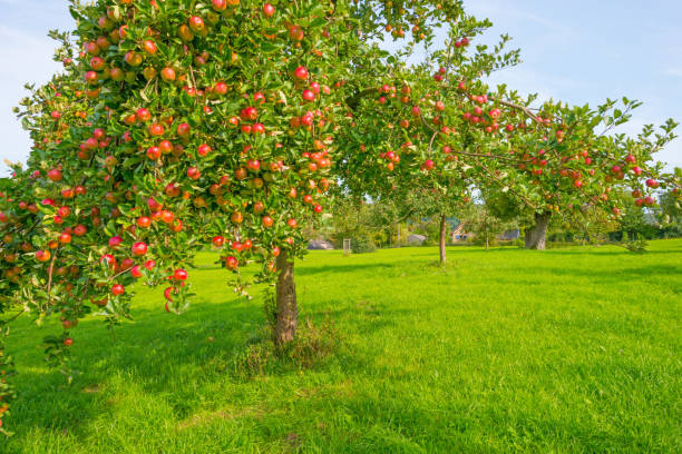 obstbäume in einem obstgarten im sonnenlicht im herbst - apfelbaum stock-fotos und bilder