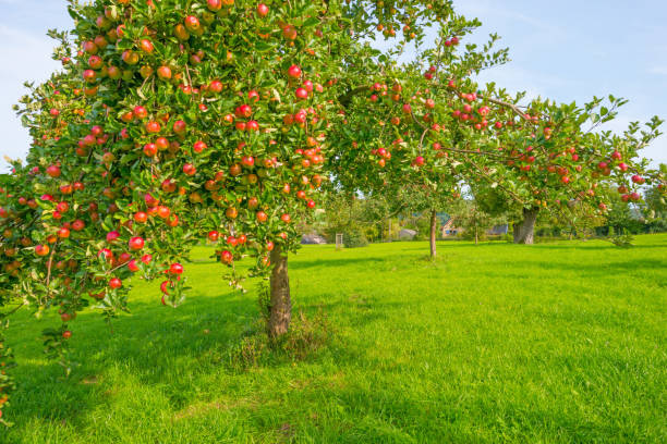 Fruit trees in an orchard in sunlight in autumn Fruit trees in an orchard in sunlight in autumn apple orchard photos stock pictures, royalty-free photos & images
