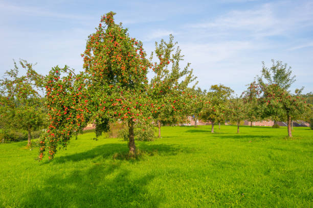 istock Fruit trees in an orchard in sunlight in autumn 855165372