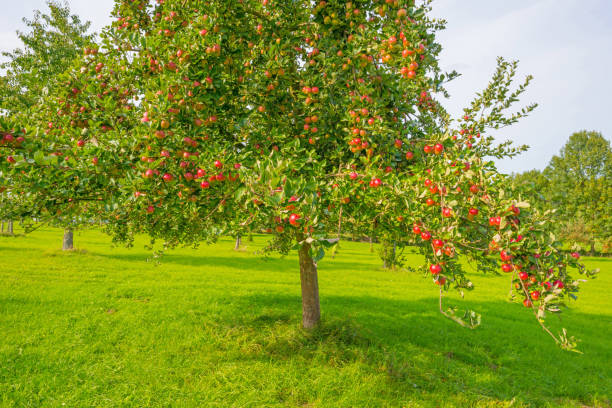 istock Fruit trees in an orchard in sunlight in autumn 855165418