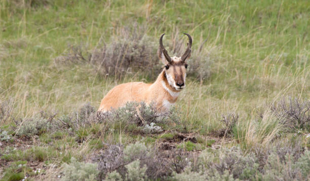 istock Resting Male Pronghorn 855165790