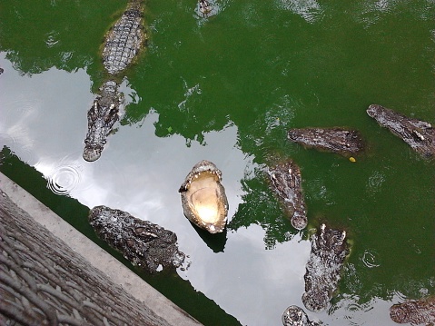 the river is full of crocodiles