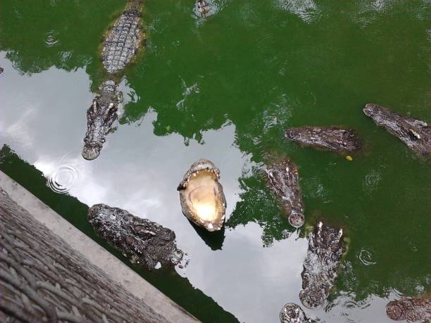 the river is full of crocodiles - crocodile alligator australia animal teeth imagens e fotografias de stock