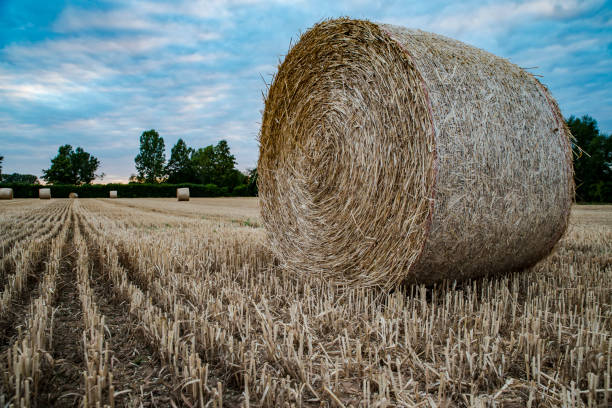 istock A bale of hay on a mowed field 855168346