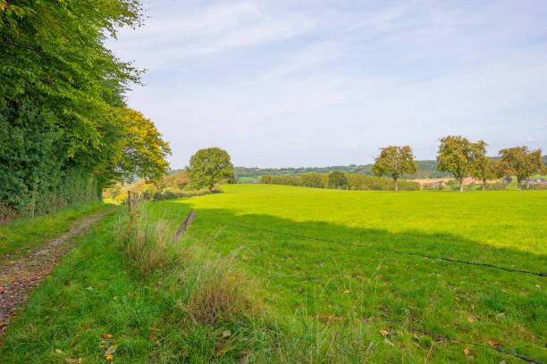 istock Path through a field in sunlight in autumn 855168442