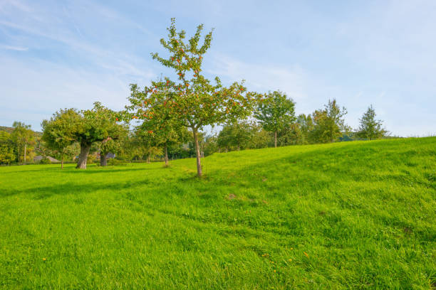 Fruit trees in an orchard in sunlight in autumn
