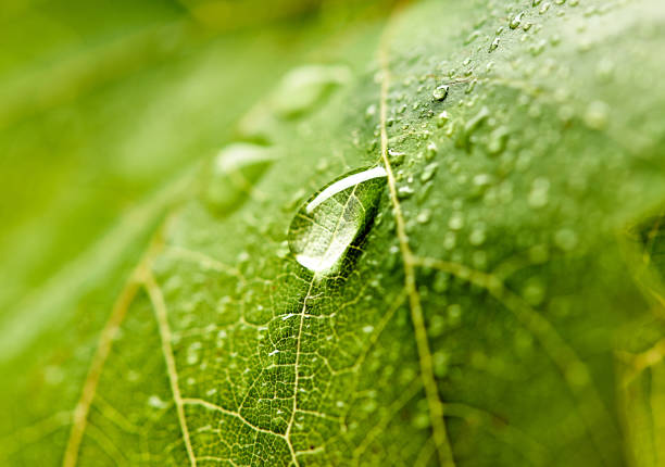 Grape leaf with dew drops. Beautiful drops of rain water on a green leaf. Drops of dew in the morning glow in the sun. Beautiful leaf texture in nature. Natural background. stock photo