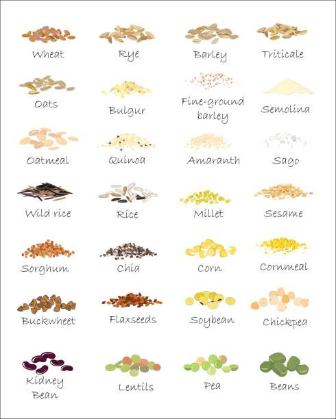 illustrations, cliparts, dessins animés et icônes de une variété de grains et céréales. blé, orge, avoine, seigle, sarrasin, amarante, riz, millet, sorgho, quinoa, graines de clerbois, gruau, légumineuses. vector isolé - millet terrace