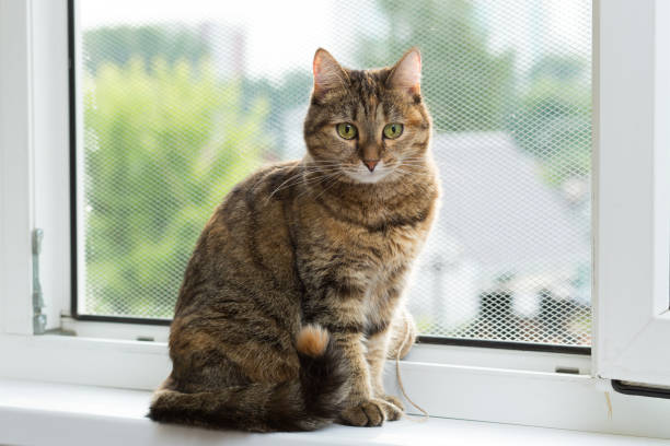 istock three-colored cat with green eyes sits on a window equipped with a metal mesh 855172918