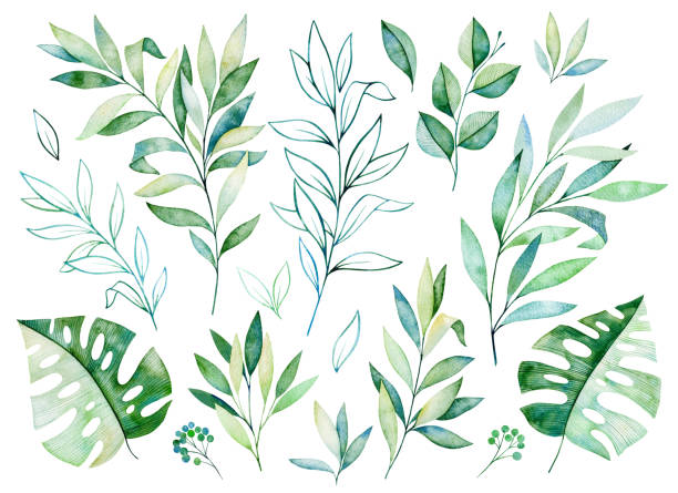 текстура с зеленью, ветвью, листьями, тропическими листьями, листвой - nature backgrounds isolated on black lifestyles stock illustrations