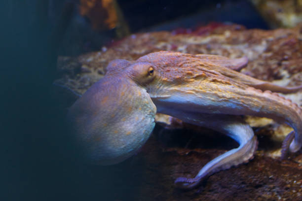 istock Octopus in a marine aquarium 855180794