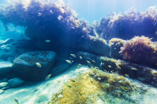 маленькие рыбы в синем море. подводное фото с рыбой и водорослями на камнях - чёрное море стоковые фото и изображения