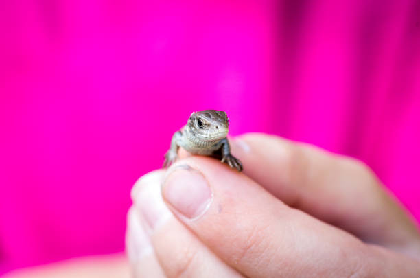 istock The lizard is sandy. The man is holding a lizard in his hands. 855187528