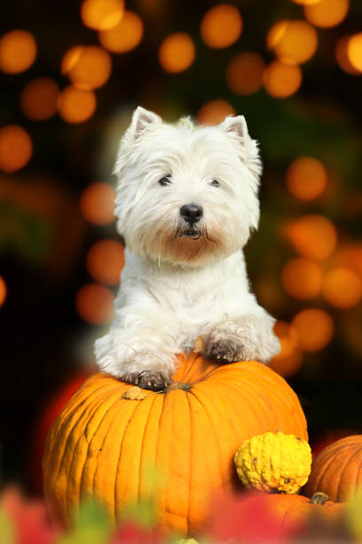 istock West highland terrier dog with pumpkin 855188026