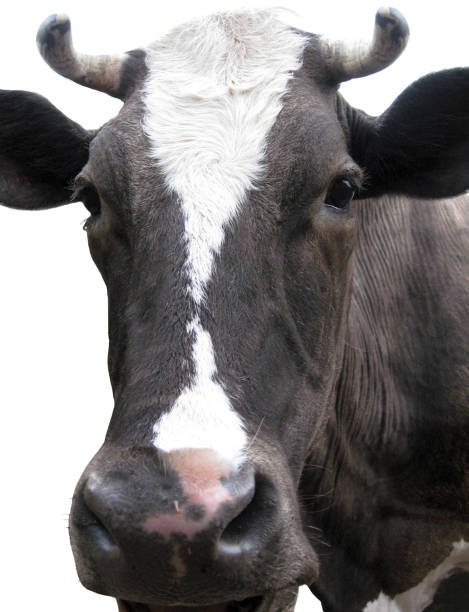 istock Black-and-white cow on the white background 855188428