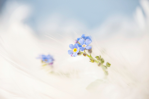 Tiny forget-me-not flowers on background of feathers