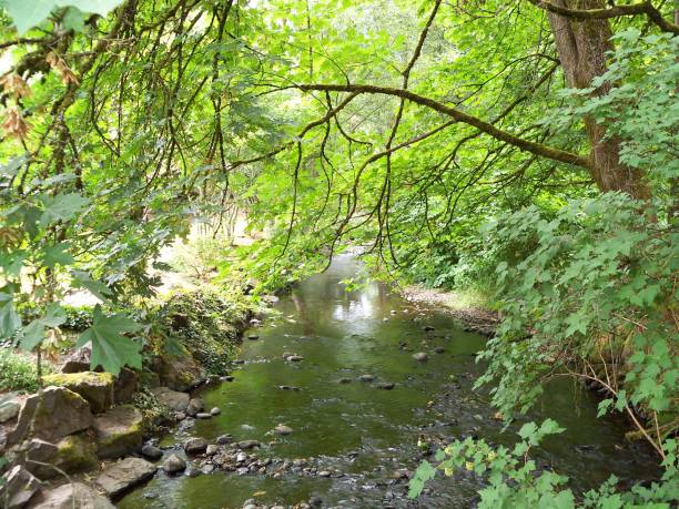 istock Issaquah Creek in Summer 855191230