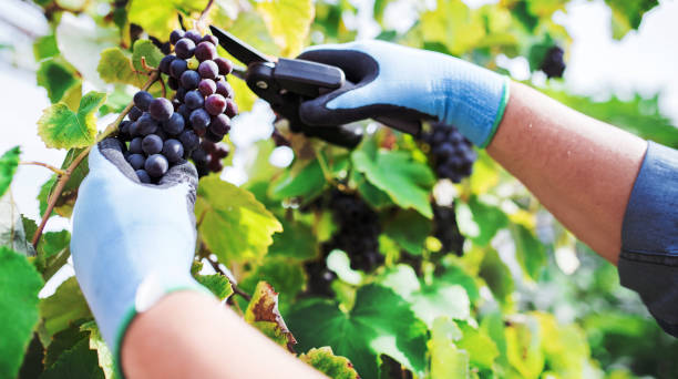istock Cutting grapes with scissors, close up photo 855195256