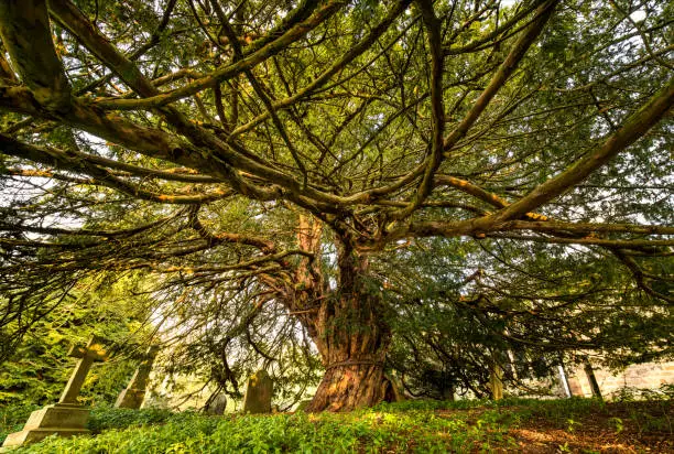 Ancient Yew Tree thought to be around 1000 years old on Beltingham Churchyard, Northumberland, England