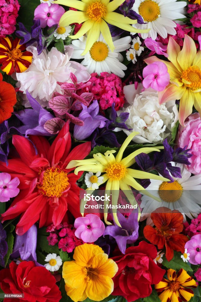 Textura De Distintas Flores Del Jardín Vista Superior Foto de stock y más  banco de imágenes de Belleza - iStock