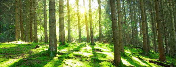 istock Sun shines through the trees in the pine forest 855198986