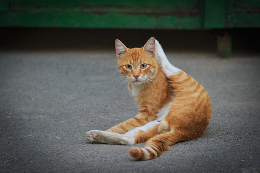 Male orange striped cat is sitting on the asphalt