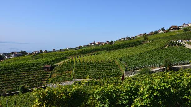 istock Vineyards,cottages and lake Geneva 855201570