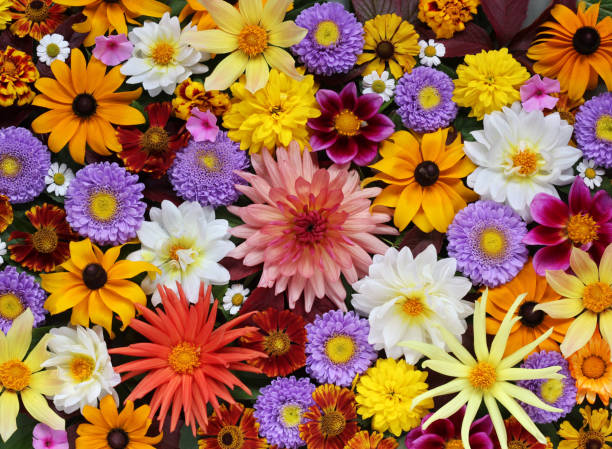 istock Beautiful floral background for greeting or postcards. 855201796