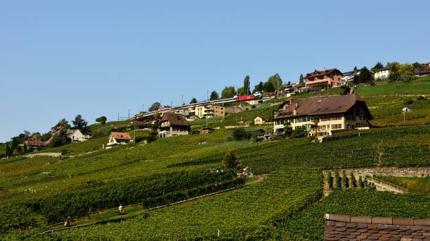 istock Train went through the Lavaux Vineyard 855202498