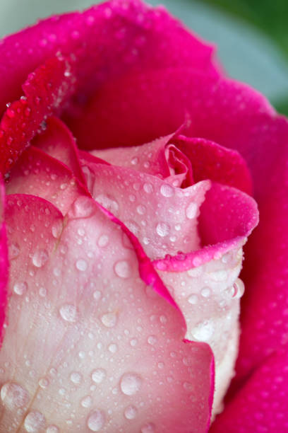 istock Pink rose closeup with water drops 855205170