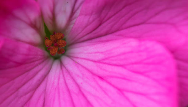 istock Pink flower petals closeup 855208298