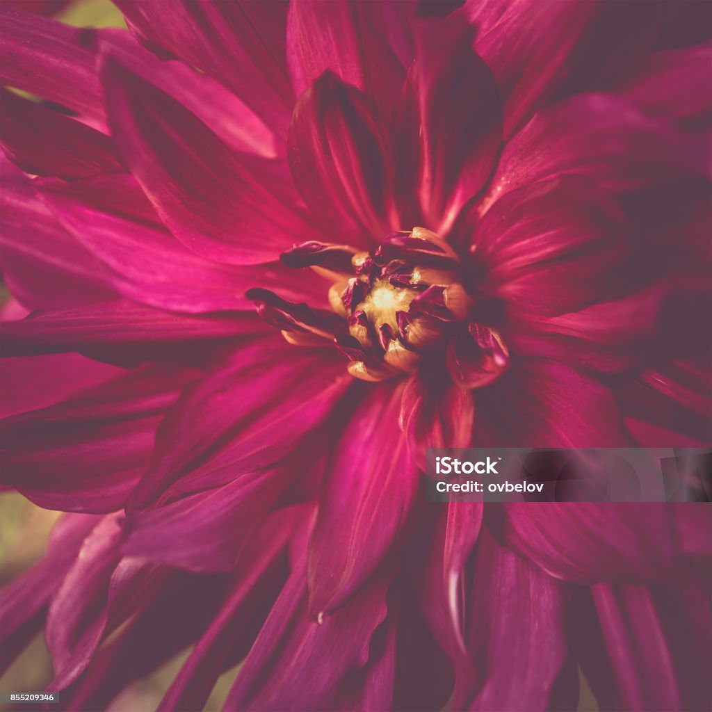 Toned red colour dahlia flower close-up in summer Archival Stock Photo